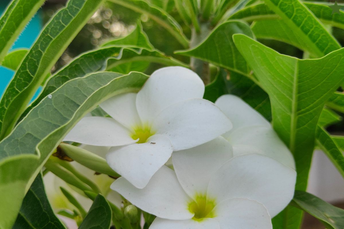 Opt for Low-Care Tropical Trees & Shrubs